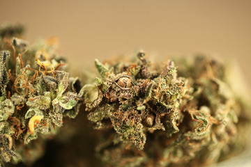 medical cannabis marijuana in a glass jar