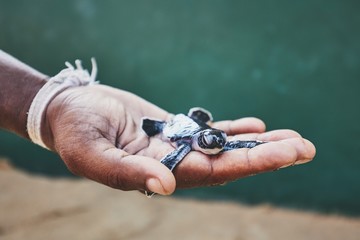 Rescue of one day old green turtle