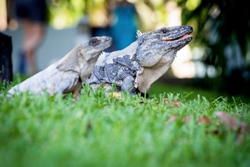 A scaley iguana and it’s mate basking on the grass in the sun and shadows on the Yacatan in the Riviera in Mexico looking for food