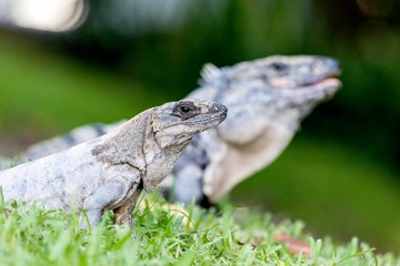 A scaley iguana and it’s mate basking on the grass in the sun and shadows on the Yacatan in the Riviera in Mexico looking for food