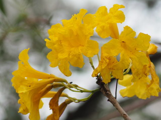 oleander Apocynaceae Oleander Sweet Oleander Rose Bay yellow Flower beautiful in nature