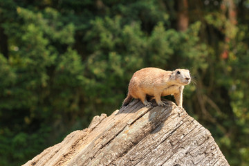 Naklejka na ściany i meble Black-tailed prairie dog (Cynomys ludovicianus) sitting on old wooden log