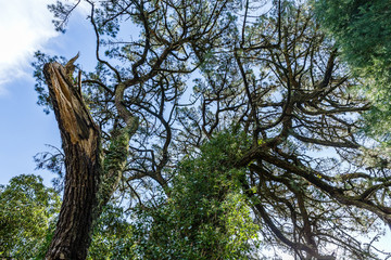 spring, sunny day, very big tree without leaves, and the whole trunk and the branches have grown with green ivy