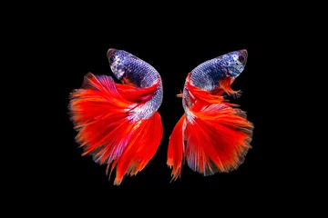Tuinposter The moving moment beautiful of siamese betta fish or fancy betta splendens fighting fish in thailand on black background. Thailand called Pla-kad orange tail. © Soonthorn