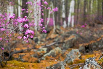Fototapeta premium Beautiful bushes of Rhododendron dauricum or Ledum in spring forest