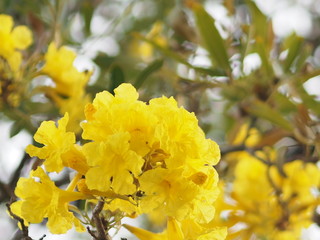 oleander Apocynaceae Oleander Sweet Oleander Rose Bay yellow Flower beautiful in nature