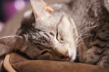 眠るエジプシャンマウ