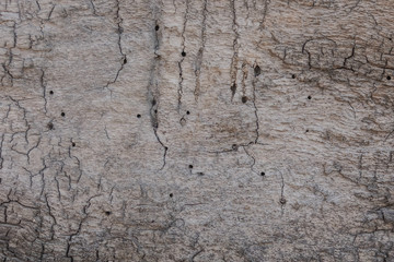 Cracked tree texture
