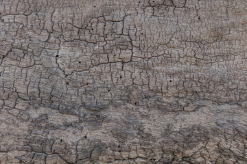 Cracked tree texture