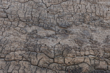 Cracked tree texture