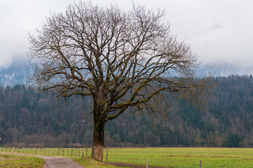 Fototapeta premium Impression of the Country side in the French Savoy Area