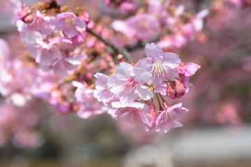 In Japan, cherry blossoms of early-bloom variety are in full bloom.