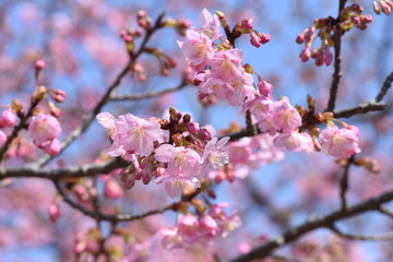 In Japan, cherry blossoms of early-bloom variety are in full bloom.