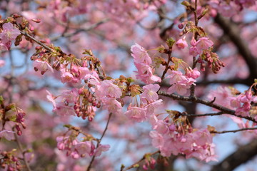 In Japan, cherry blossoms of early-bloom variety are in full bloom.