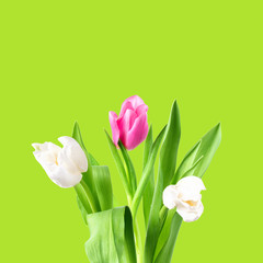 isolated, flower, spring, white, bouquet, background, green, blossom, nature, tulip, floral, beauty, petal, beautiful, holiday, bloom, decoration, closeup, yellow, red, plant, colorful, valentine, pin