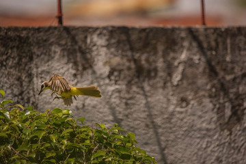 yellow vented bulbul birds rotate in watching the nest and feeding with insects two newborn squab, birds flying with food for the offspring 3 days old birds biddies