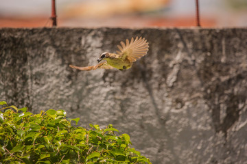 yellow vented bulbul birds rotate in watching the nest and feeding with insects two newborn squab, birds flying with food for the offspring 3 days old birds biddies