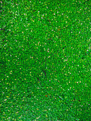Fototapeta premium green grass background
