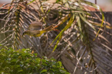 yellow vented bulbul birds rotate in watching the nest and feeding with insects two newborn squab, birds flying with food for the offspring 3 days old birds biddies