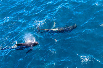 Long-Finned Pilot Whales in the Southern Atlantic Ocean