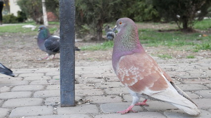 pigeon in the park
