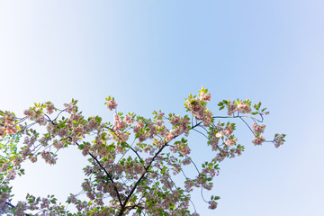 Cherry tree blossom