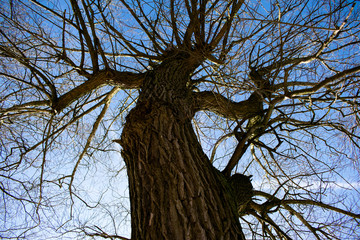 Majestätischer Baum: Ein Blick durch die Äste