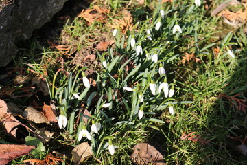fühling