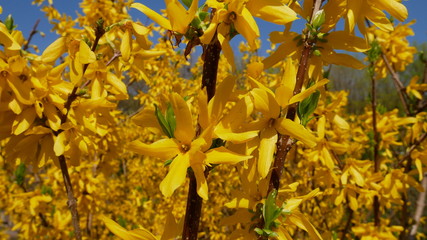 yellow leaves of a tree