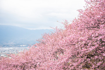 Beautiful Cherry Blossom in Matsuda , Japan