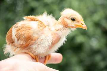 chicken with a bare neck