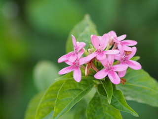 Violet flower Pseuderanthemum andersonii Lindau Acanthaceae beautiful bouquet blur background