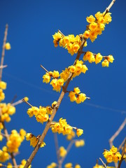 青空とロウバイ