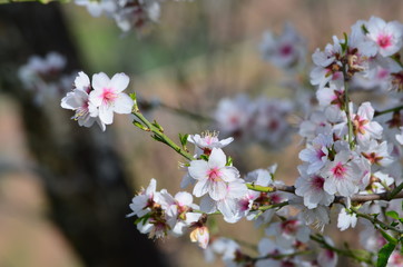 Florecen los almendros