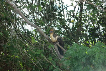 Hoatzin Bird in Madidi Park. Beni region, Pampas de Yacuma, Bolivia.