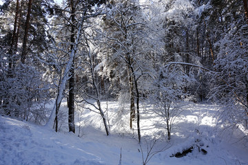 Tall pine trees in winter covered with snow.