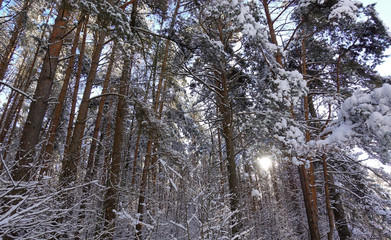 Winter forest landscape with high pines in the snow.