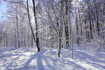 Beautiful winter Christmas landscape. Frozen trees in white frost. Blue clear sky.
