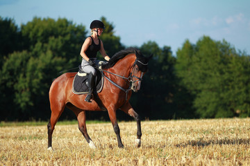 Young horse woman rides young horse on a harvested field in various gaits.