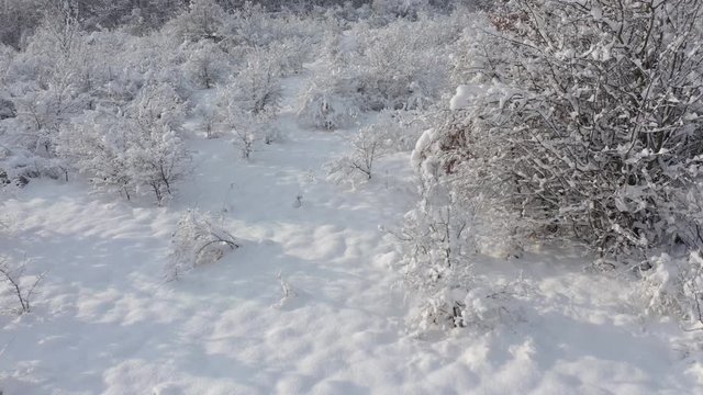 Snow over the ground and vegetation 4K aerial video