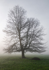 Old oak tree an English misty meadow. 