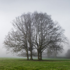 Old oak tree an English misty meadow. 