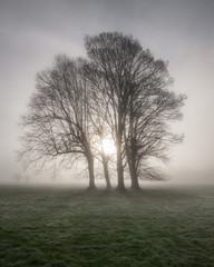 Old oak tree an English misty meadow. 