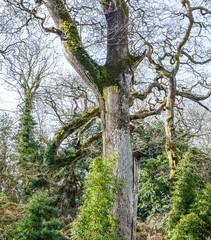 large, old trees without leaves in the park in spring; view from below to huge ash trees; trees and branches overgrown with moss and ivy
