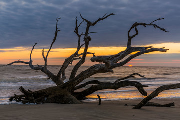 Driftwood Beach at Dawn - Jekyll Island, Georgia