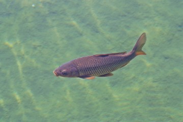 Carpa común (Cyprinus carpio) en un estanque.
