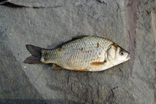 Carp&iacute;n (Carassius auratus) salvaje del r&iacute;o Guadiana, Espa&ntilde;a.