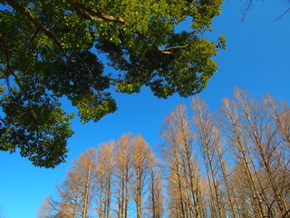 メタセコイアと青空