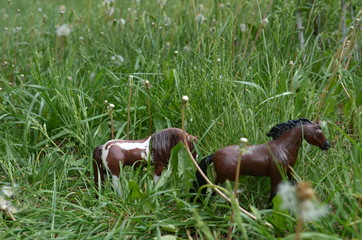 horses in the grass