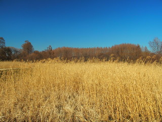 早春の枯れ葭とメタセコイア林のある公園風景